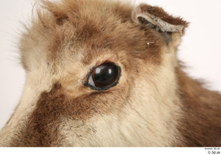 Alpine chamois Rupicapra rupicapra eye 0001.jpg